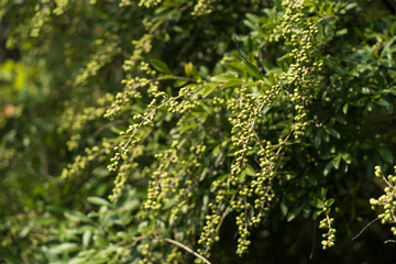 Fototapeta premium green berries on a tree