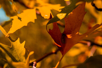 autumn leaves on a tree