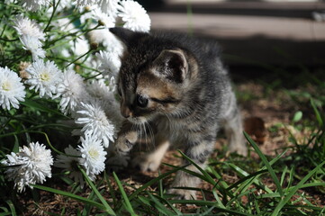 cat near flowers