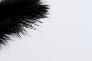 Obraz premium Feather on white, close up, copy space 
