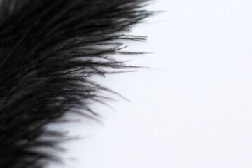 Feather on white, close up, copy space 