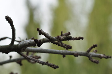 branches of a tree