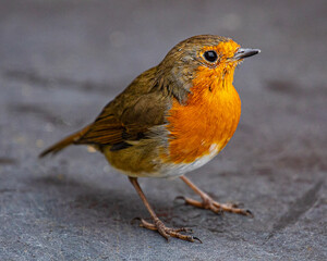 Close-up of a Robin