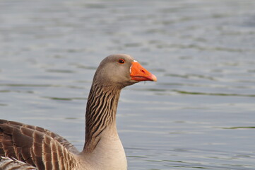 goose on the water