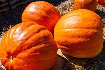 atlantic giant pumpkin © Victor