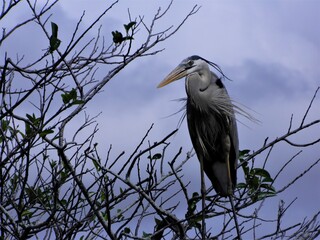 Blue Heron, Florida Everglades