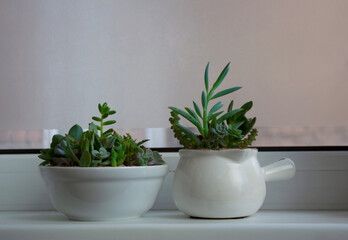 Fototapeta premium Two terrariums with succulent plants composition near window