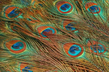 Keuken spatwand met foto Peacock feathers close up. Background of the tail peacock feathers. Abstract background of feathers.  © Кузнецова Евгения