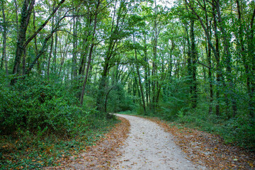 Pathway walking path in the forest in autumn