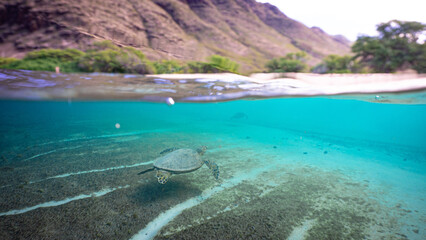 Hawaiian Green Sea Turtles Swim off the Coast of Hawaii 