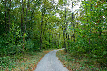 Pathway walking path in the forest in autumn