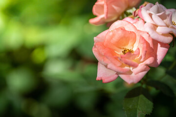 Roses in the garden