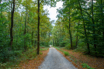 Pathway walking path in the forest in autumn