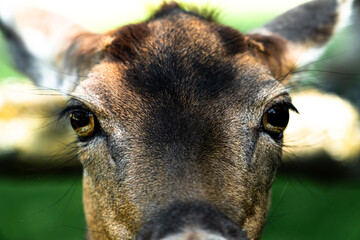 close up of a head of a deer © Quality by Simon
