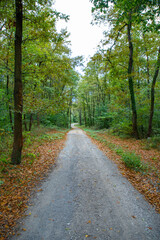 Pathway walking path in the forest in autumn