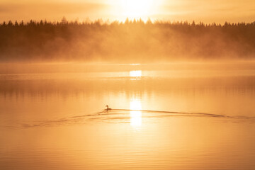 Obraz na płótnie Canvas Bird swimming into the morning sunrise on a lake in the mountains