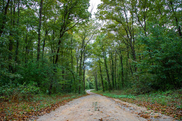 Pathway walking path in the forest in autumn