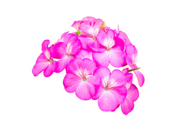 Obraz premium colorful of geranium and green leaf with sun light,pink flower isolated on white background