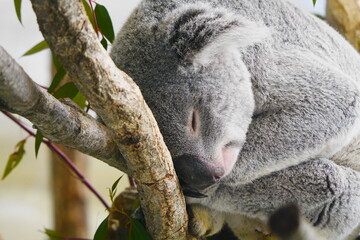 koala in tree