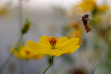 yellow flower in the garden