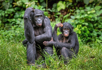 Bonobo with baby. Scientific name: Pan paniscus, called the pygmy chimpanzee. Democratic Republic of Congo. Africa - 379037352