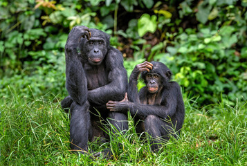 Bonobo with baby. Scientific name: Pan paniscus, called the pygmy chimpanzee. Democratic Republic of Congo. Africa - obrazy, fototapety, plakaty
