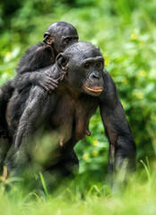 Bonobo Cub on the mother's back. Bonobo with baby, Green natural background. The Bonobo, Scientific name: Pan paniscus, earlier being called the pygmy chimpanzee. Democratic Republic of Congo. Africa