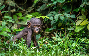 Portrait of Bonobo Cub. Green natural background. The Bonobo, Scientific name: Pan paniscus, earlier being called the pygmy chimpanzee. Democratic Republic of Congo. Africa