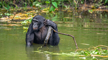 The Bonobo in the water. Scientific name: Pan paniscus, earlier being called the pygmy chimpanzee.  Democratic Republic of Congo. Africa