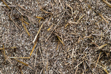 loss of wheat harvest: ripe grain crumbling lies on the ground, rot and mold