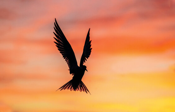 Silhouette of flying common tern. Flying common tern on the sunset sky background. Scientific name: Sterna hirundo.