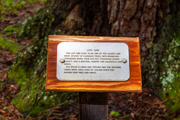 Live Oak tree information sign