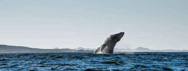 Humpback whale breaching. Humpback whale jumping out of the water. Megaptera novaeangliae. South...