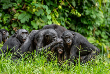 Group of bonobos on green natural background. The Bonobo, Scientific name: Pan paniscus, sometime called the pygmy chimpanzee. Democratic Republic of Congo. Africa