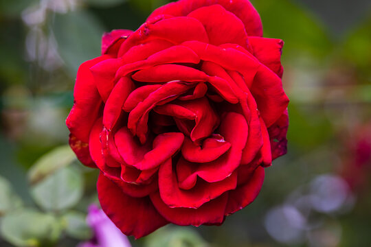 Close-up of red rose blossom. A red flower head in a garden in the Cameron highlands, Malaysia. Detailed image of the flower of love. A valentines day gift for lovers