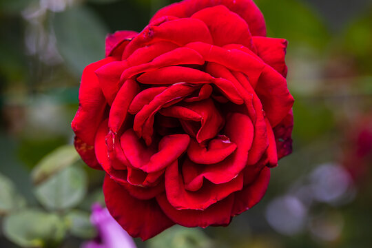 Close-up of red rose blossom. A red flower head in a garden in the Cameron highlands, Malaysia. Detailed image of the flower of love. A valentines day gift for lovers