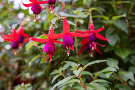 Close-up of a Fuchsia Patio Fairy flower in red and violet. Fuchsia plant is a genus of flowering plants that consists mostly of shrubs or small trees. Hanging on a tree in Cameron highlands, Malaysia