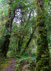 Dense Valdivian temperate forest in Futangue Park in the south of Chile