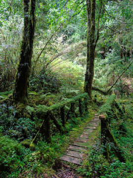 The Valdivian Temperate Forest In Futangue Park (south Of Chile) With Dense Understories Of Bamboos And Ferns.