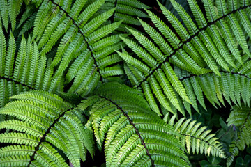 Green leaves of the fern plant in the Butchart Gardens