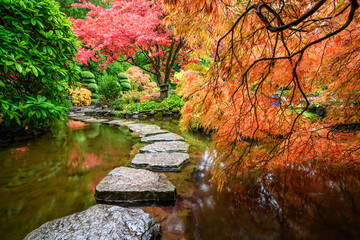 Wunderschöne japanische Ahornbäume in den Butchart Gardens
