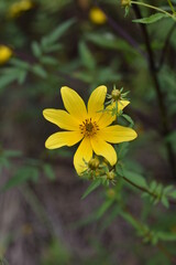 Obraz premium yellow flower in the garden