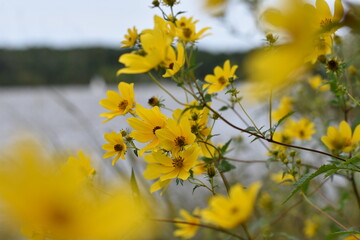 Obraz premium yellow flowers on the background