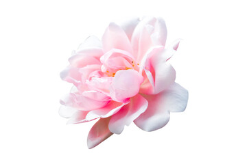 Fototapeta na wymiar pink rose and green leaf with sunlight,pink flower isolated on white background