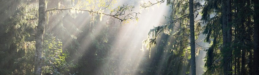 Sun rays flowing through the tree trunks of the evergreen forest. Fairy summer landscape. Pine...