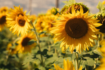 Fototapeta premium Blooming sunflowers on a large field during the day