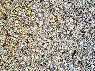 Light background from shattered seashells