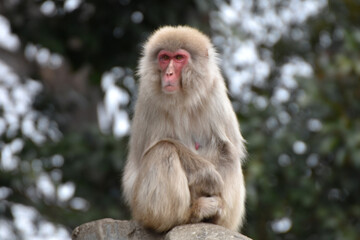 Japanese macaque at Ueno Zoo, Tokyo Japan