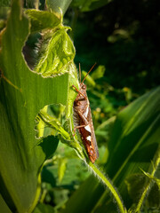 common field grasshopper or brown grasshopper India