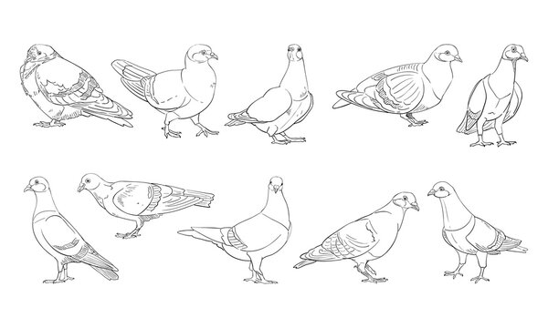vector illustration of pigeon isolated on white background.